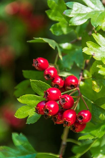 Best hedges for wildlife: 6 varieties for shelter and food | Homes ...