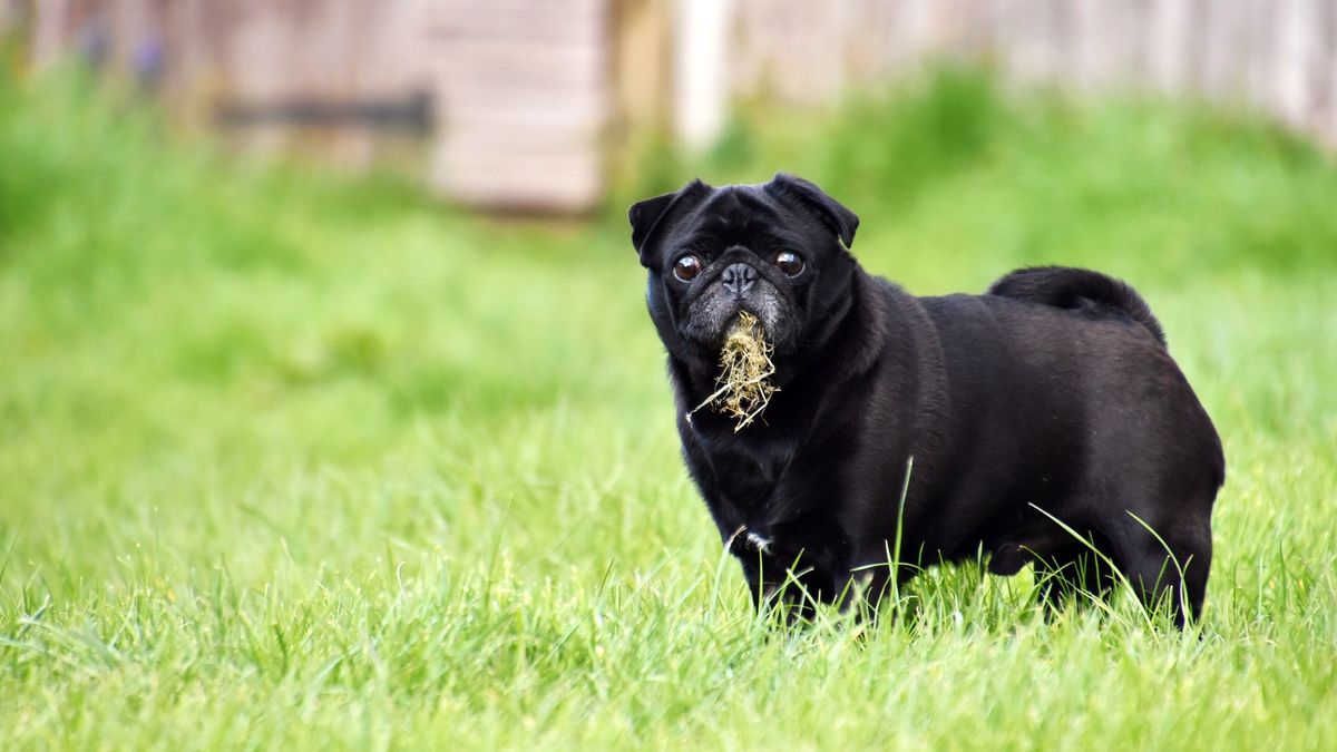 Puppy Eats Everything