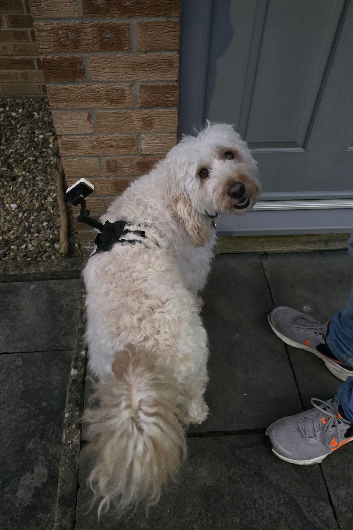 Enabot ROLA Pet Tracker review