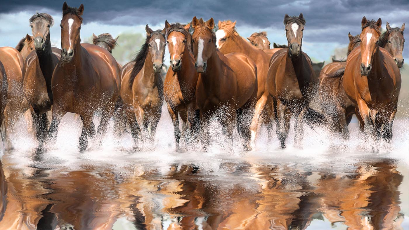 alamy-wild-horses.jpg