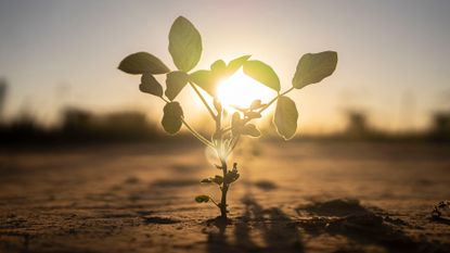 A close up of a small green plant in the dirt with the sun behind it
