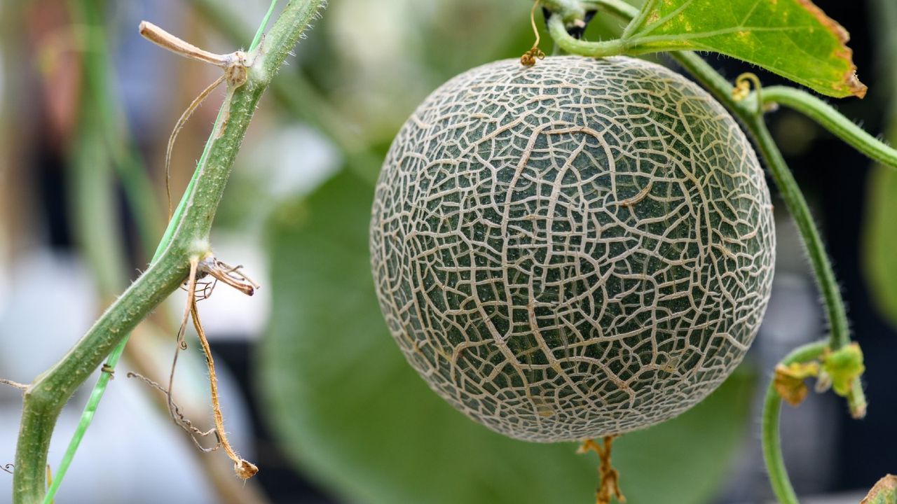 A cantaloupe hanging from a vine