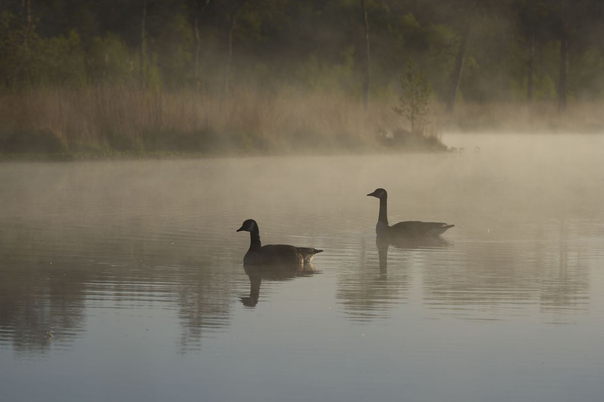 Geese on a lake at first light, the sun is illuminated the misty atmosphere