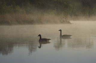 Geese on a lake at first light, the sun is illuminated the misty atmosphere
