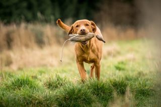 Jill Parsons and her Fox Red Labradors