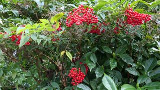 Red berries on a green leafy bush