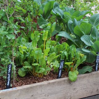 Swiss chard 'Bright Lights', mangetout 'Shiraz' and cabbage 'Offenham 2 (Flower of Spring) growing in raised wooden vegetable bed at RHS Chelsea Flower Show 2023