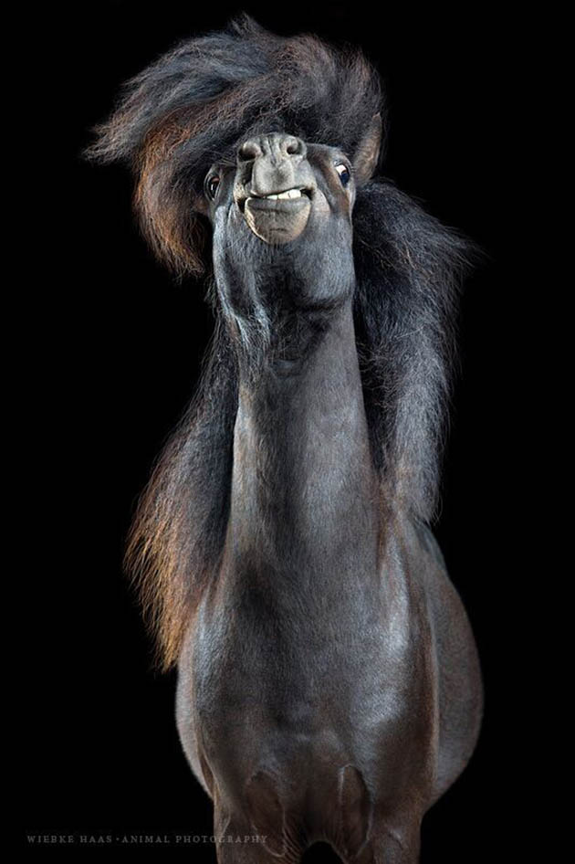 Horsestyle-Shetlandpony-Pferdefotografie-Studio_Pauli_preview
