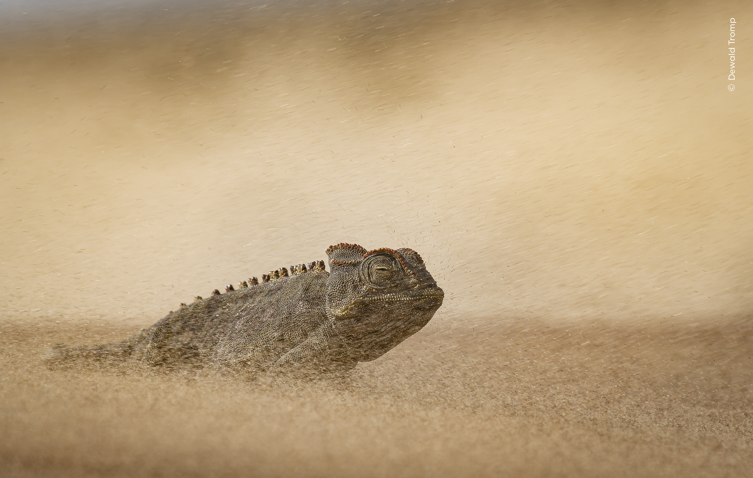 Photograph of a chameleon in a sandstorm