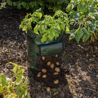 Potatoes in grow bags from Asda