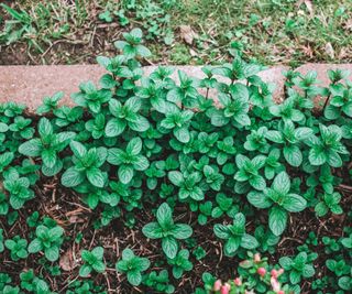 mint growing in a flower bed