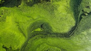 Algae dominated the ocean for millions of years before the first animals appeared. 