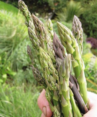 A handful of fresh harvested asparagus