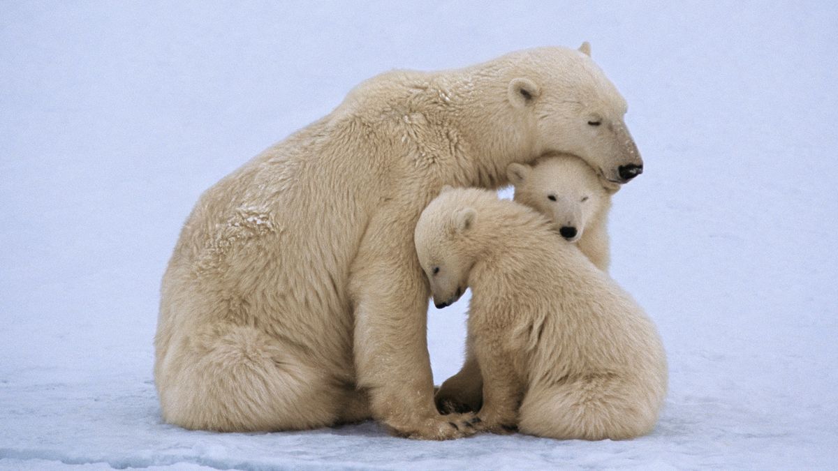 New Polar Bear-Inspired Fabric Is 30% Lighter Than Cotton and Far Warmer