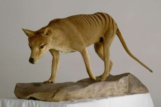 A mounted, extinct thylacine that is currently traveling with the American Museum of Natural History’s Extreme Mammals exhibition. This large carnivorous marsupial is also called a Tasmanian wolf or tiger.