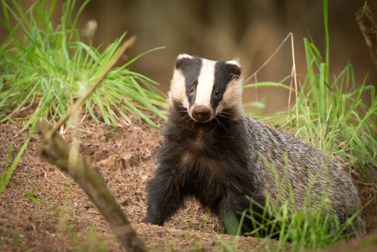 American Badger. 