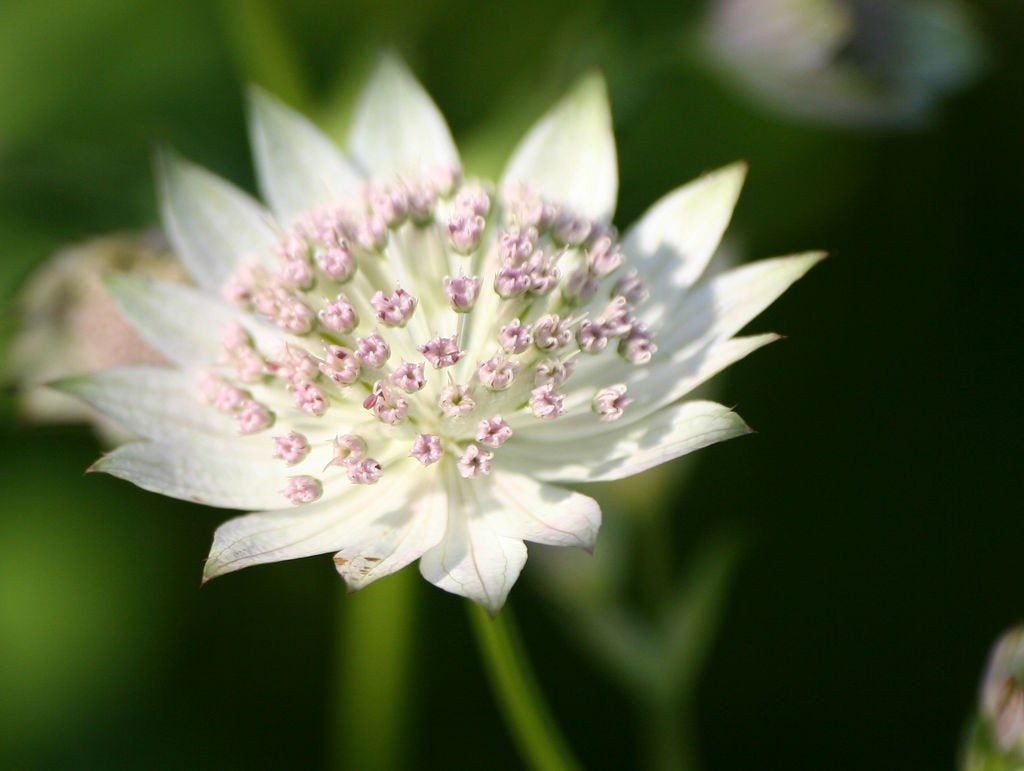 Flowered Astrantia Plant