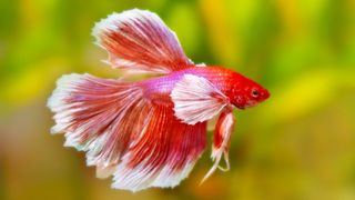 Pink, red and orange betta fish 