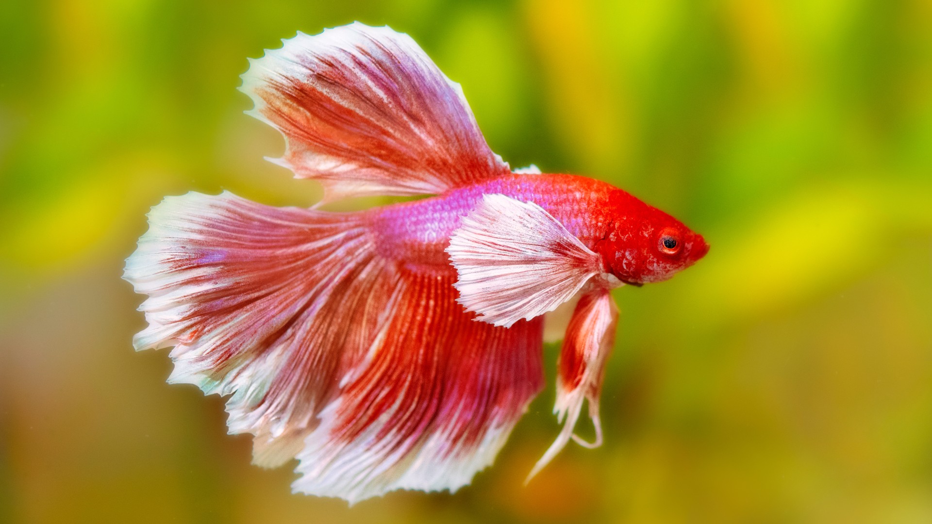 is-betta-fish-food-toxic-to-dogs