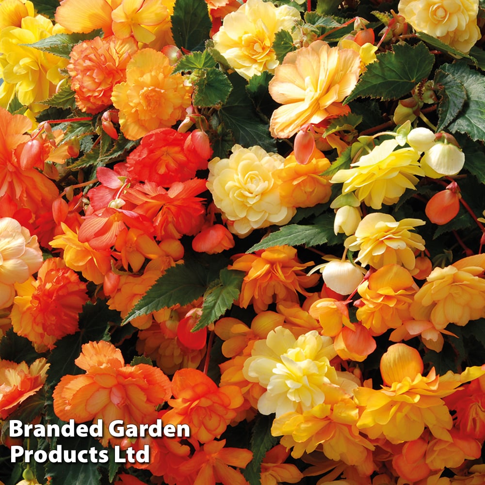 Begonia X Tuberhybrida 'apricot Shades Improved' F1 - Tubers