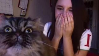 TikTok Opera Cat