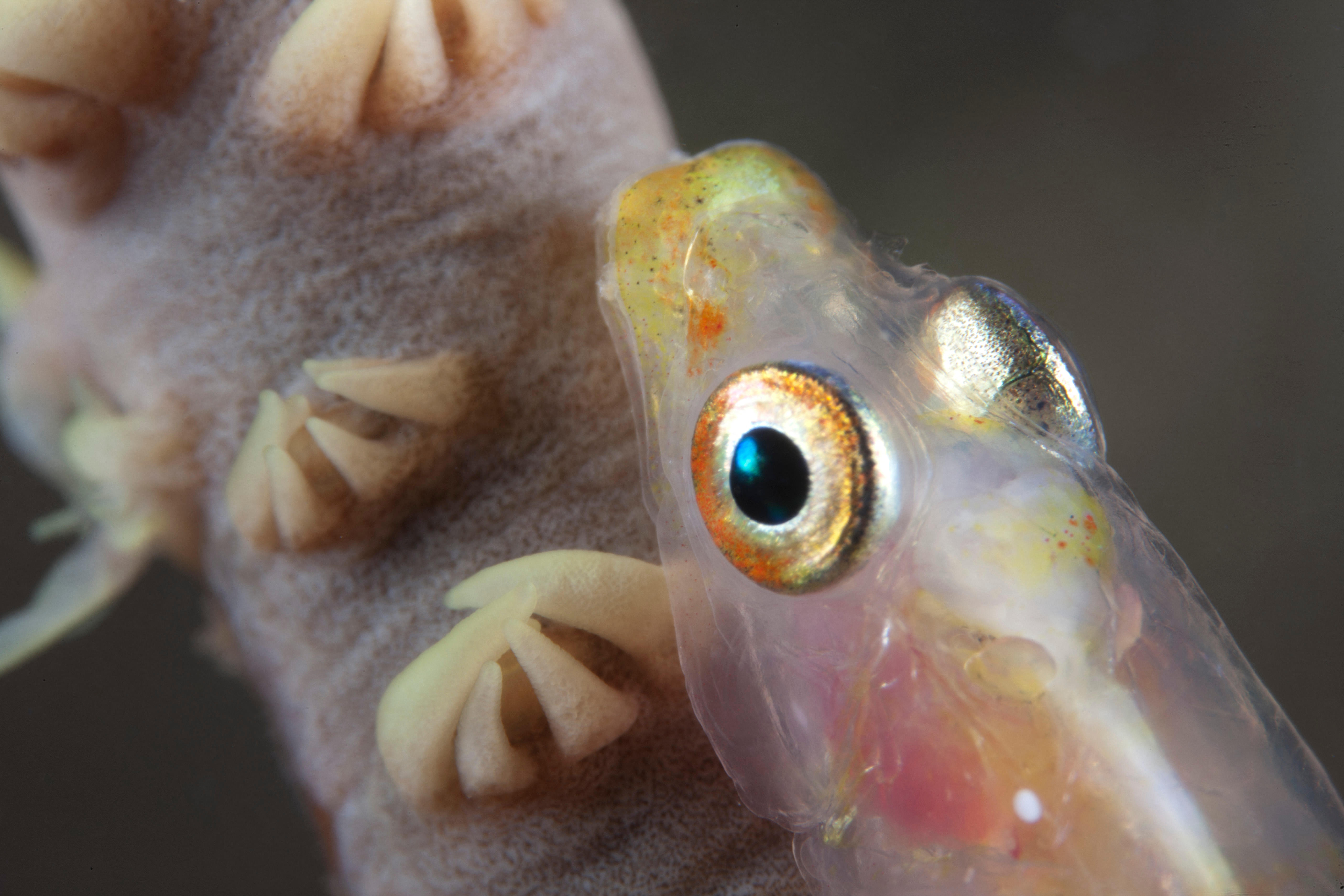 Close-up of a whip coral goby, Beqa Lagoon, Fiji