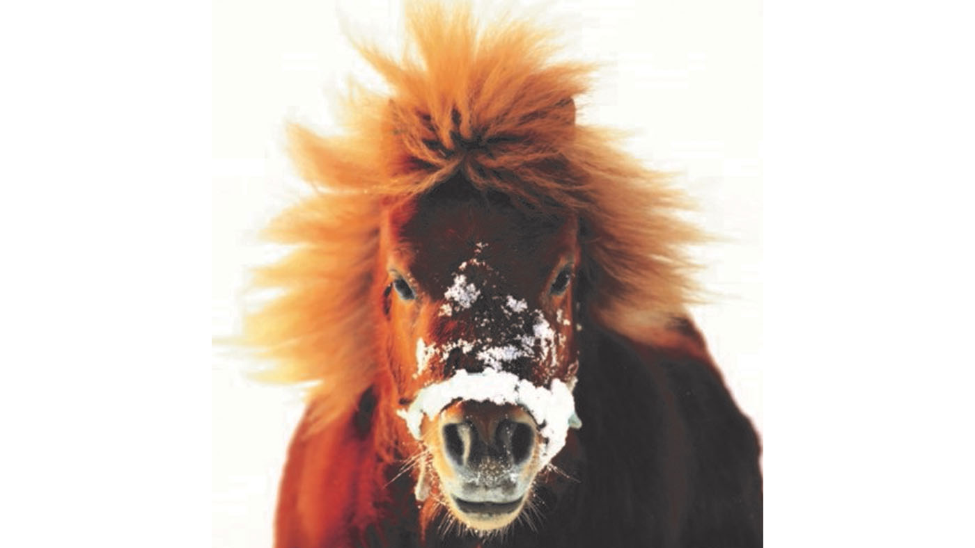 HAPPA charity Christmas card