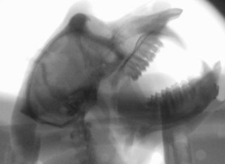 X-ray of a macaque vocal tract.