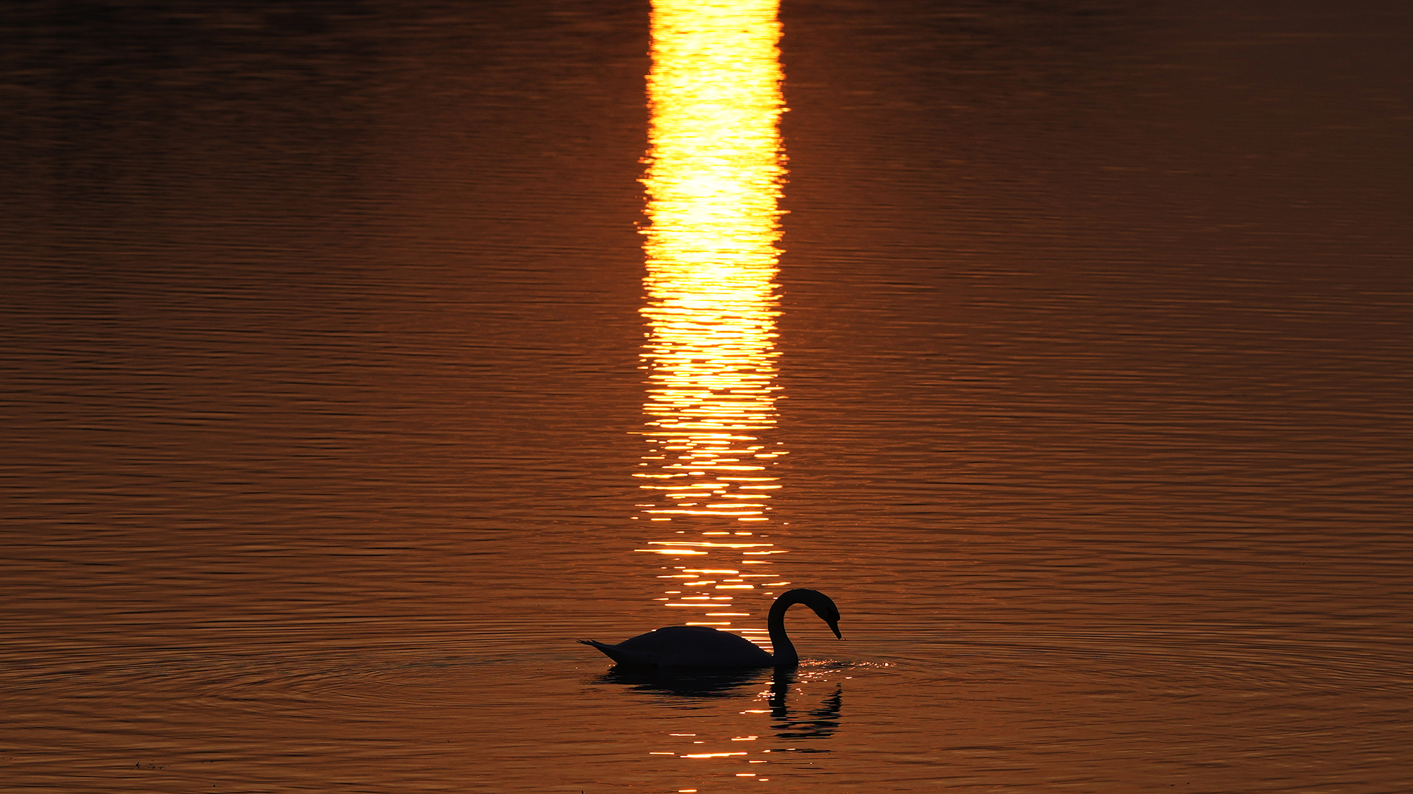 A swan is silhouetted against the sunset on the Sava River in Belgrade, Serbia