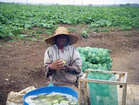 A crop picker cleans a sweet potato.