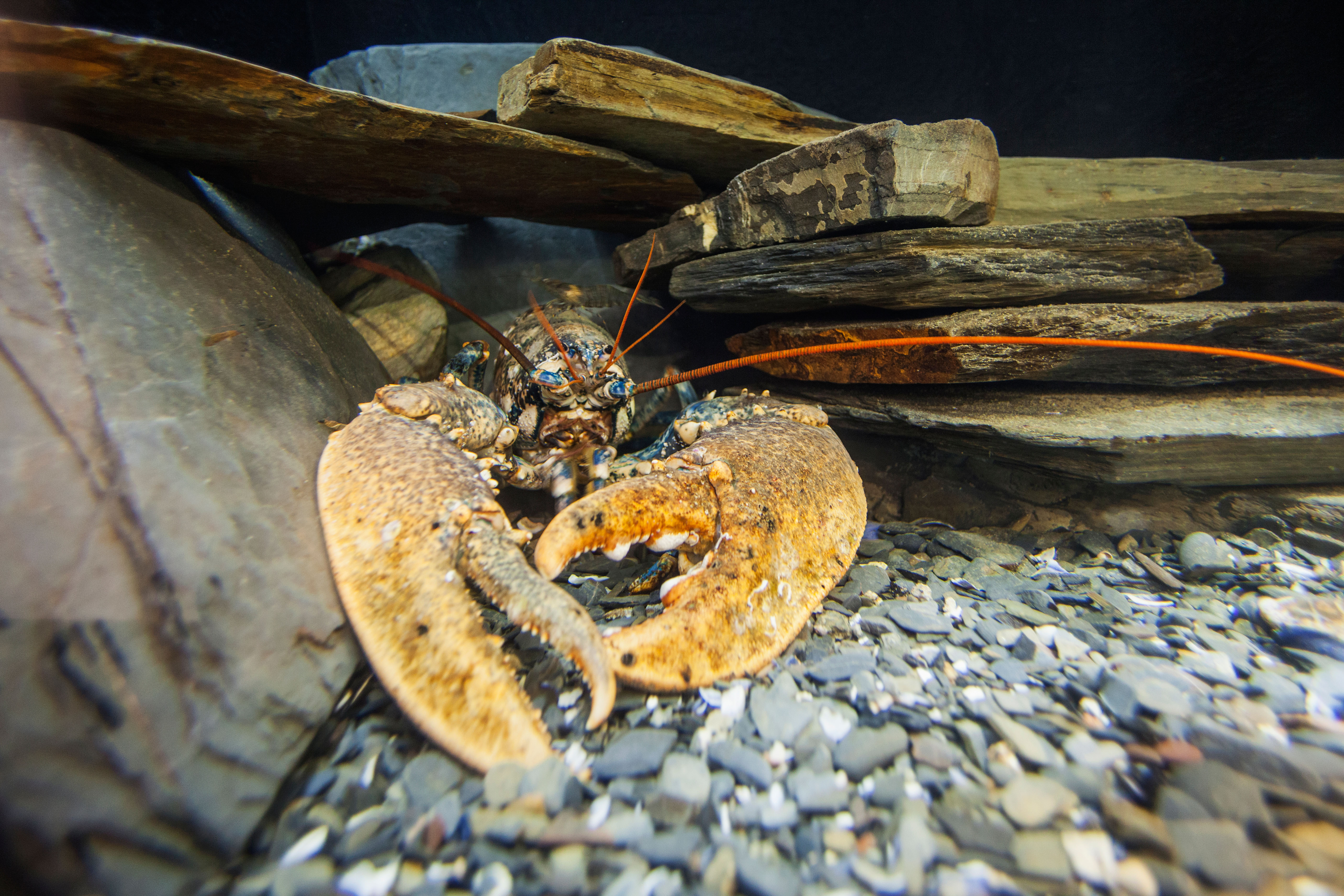 Lobsters at the National Lobster hatchery