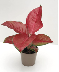 Aglaonema Red Star, Amazon