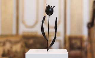 Image of Black Tulip