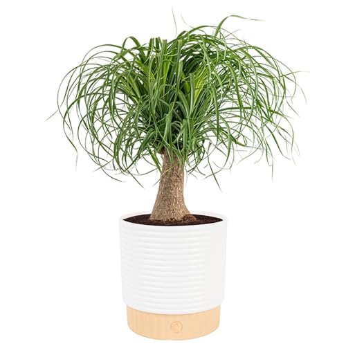 Costa Farms Ponytail Palm, Live Indoor Plant, Tropical Decor, Air Purifying