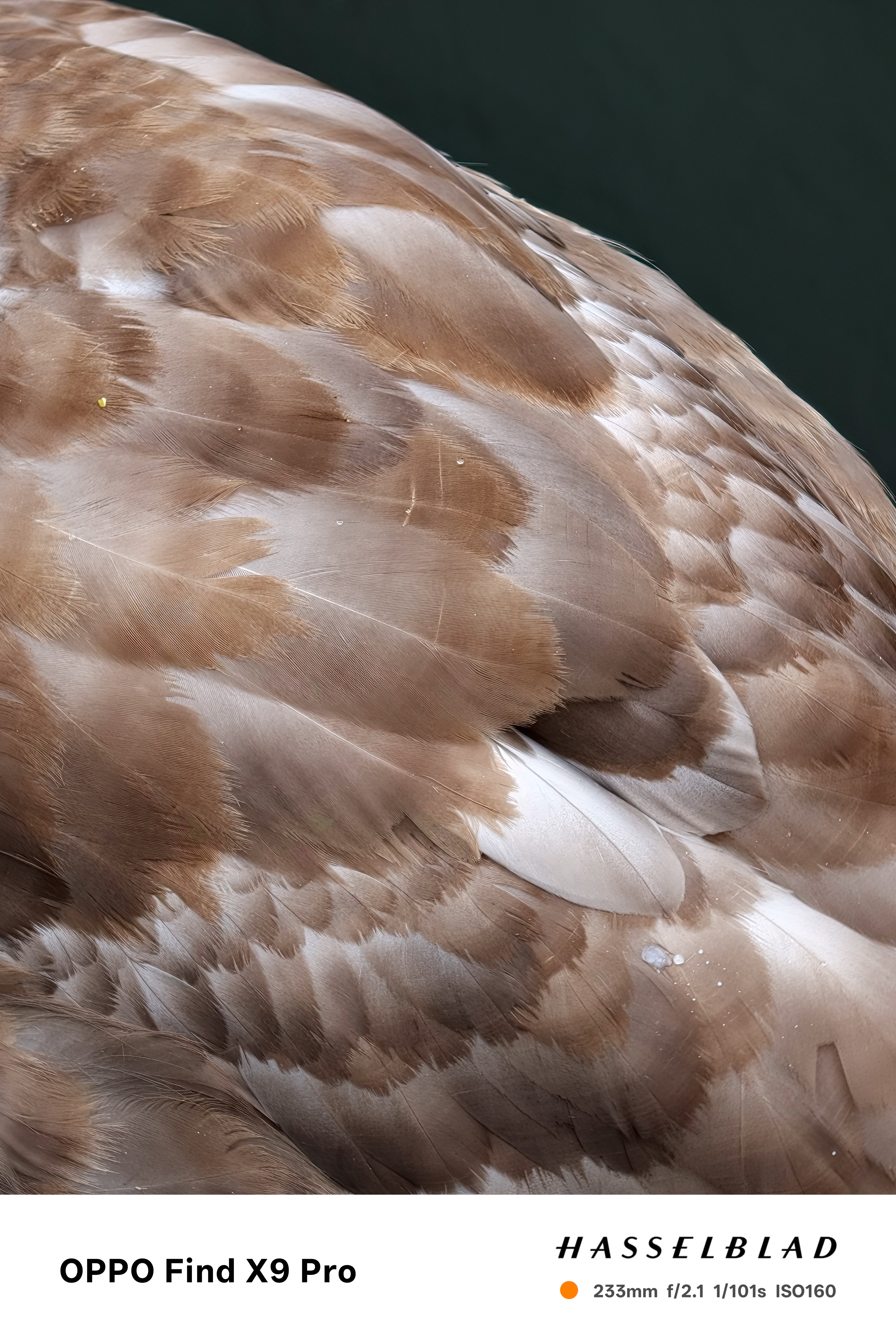 Close-up of a birds brown feathers with drops of water