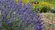 A large lavender bush up close with purple flowers against a background of orange blooms