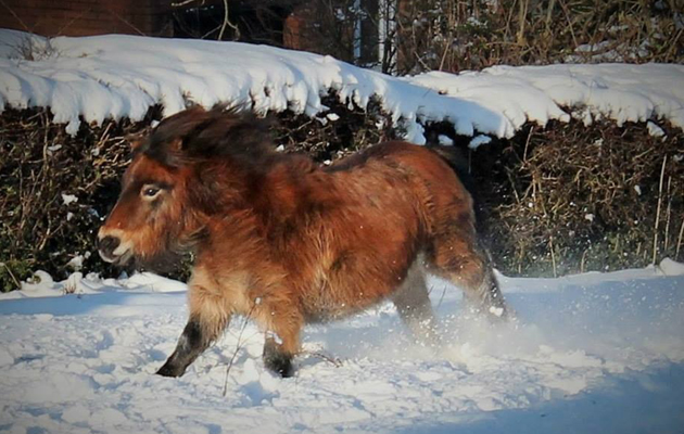 horses in the snow