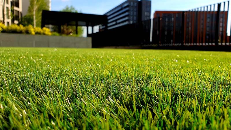 Green lawn with building in background