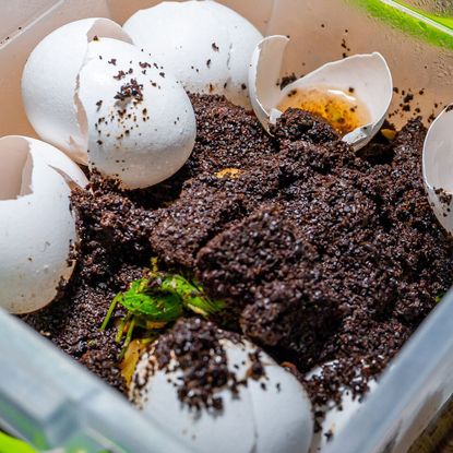 Eggshells and used coffee grounds