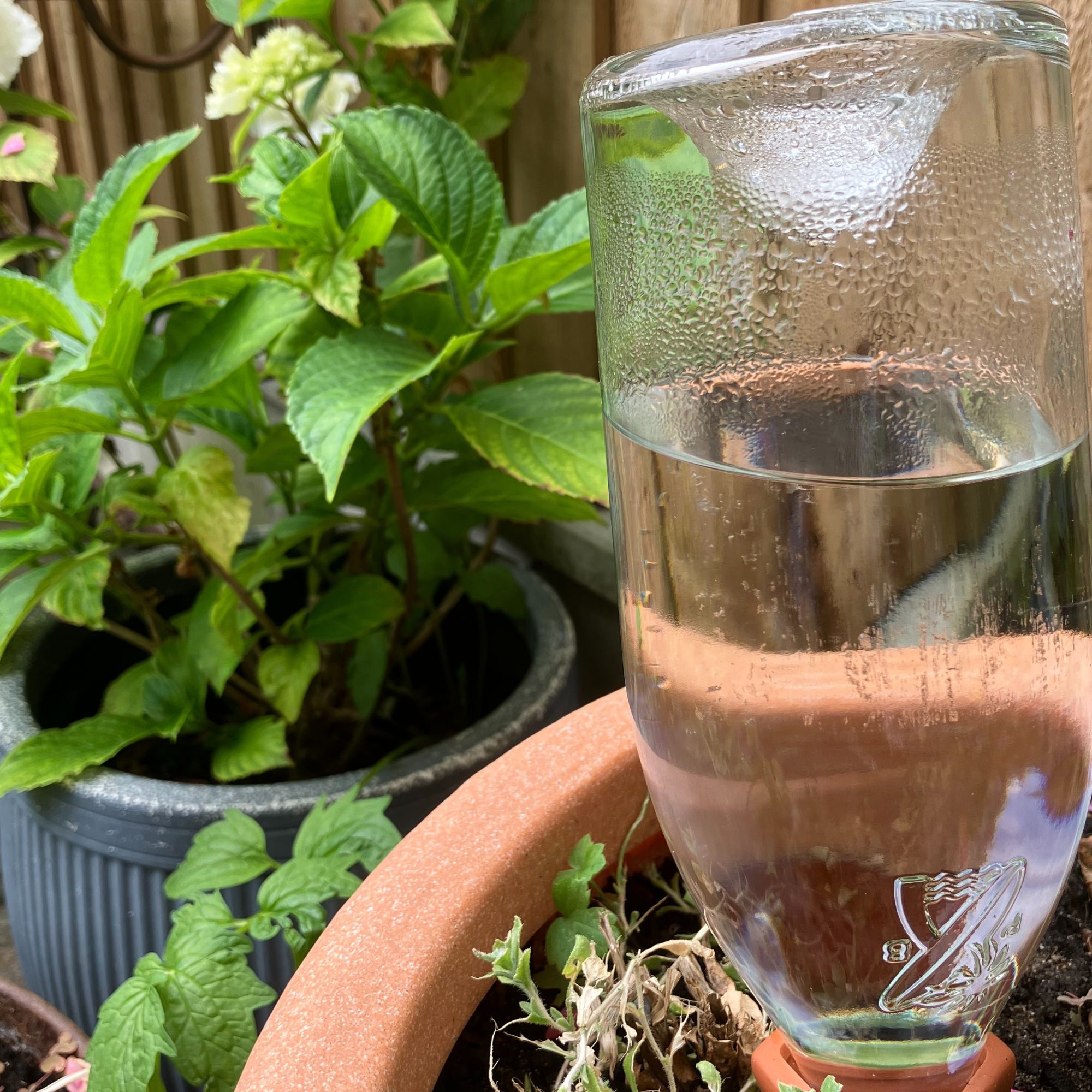 terracotta watering spikes in planters with bottle