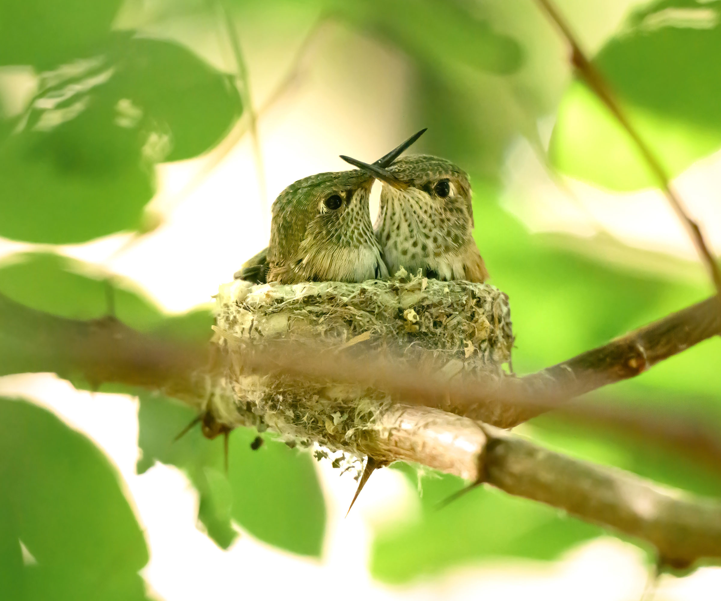hummingbird babies playing in nest in tree