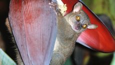 Giant mouse lemur holding a budding flower at a banana plantation.