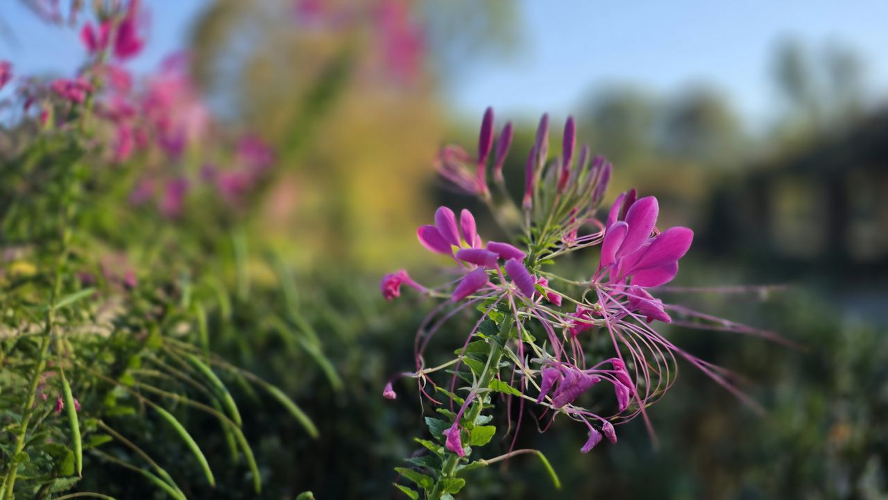 Samsung Galaxy Z Fold 7 camera image samples
