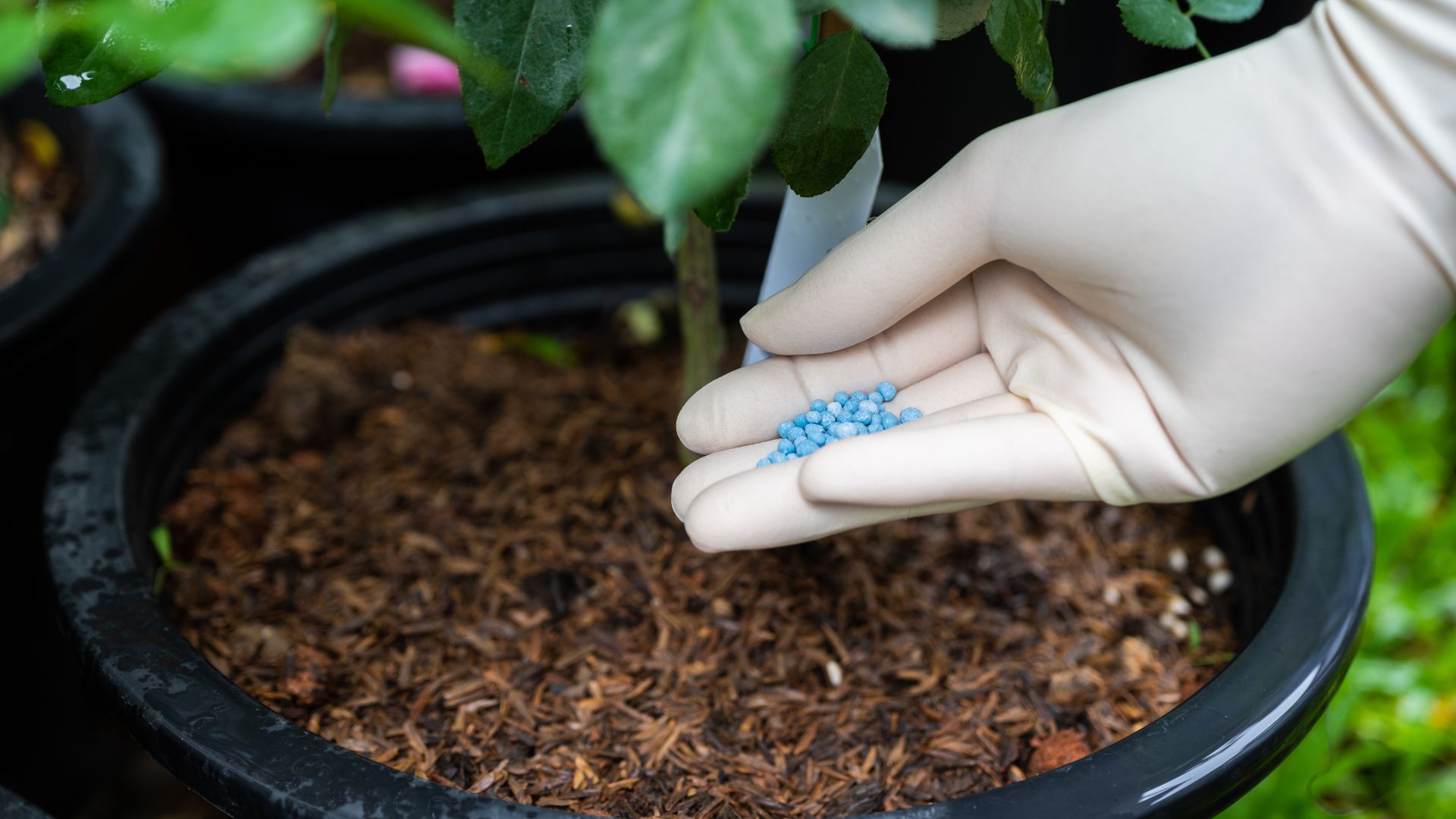 picture of person adding fertiliser to a potted plant