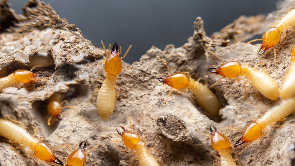 A swarm of termites on a piece of wood