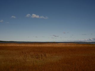 grassland and blue sky