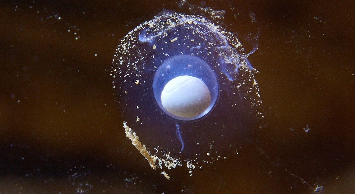 The delicate egg laid by a pregnant female olm at Slovenia&#039;s Postojnska Cave.