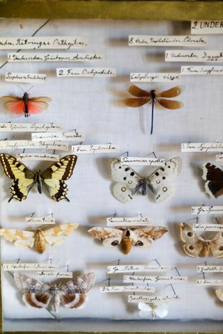 Antique butterfly collection in an 18th century home on the Finnish archipelago