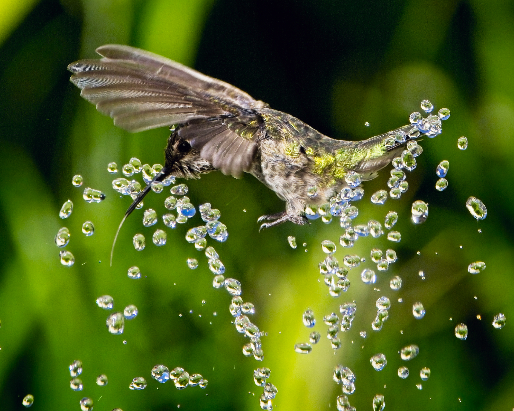 Female Anna's hummingbird playing and drinking in the water fountain in birdbath