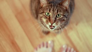 Cat meowing at owner